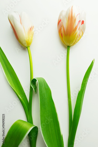 Blooming tulips on the white background
