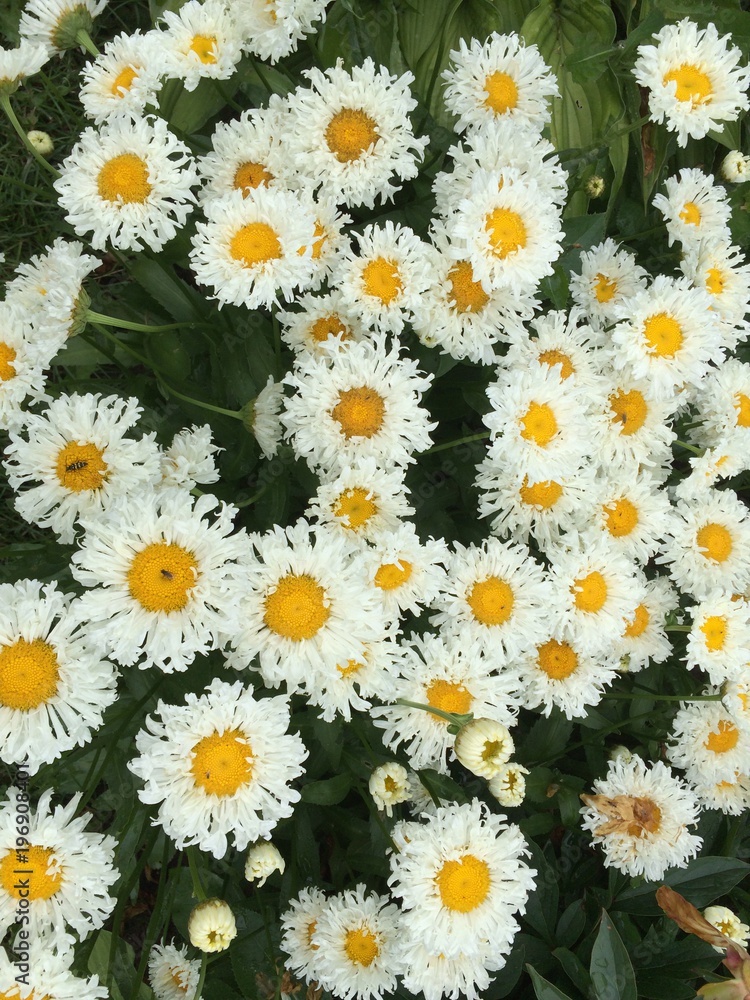 daisies daisies