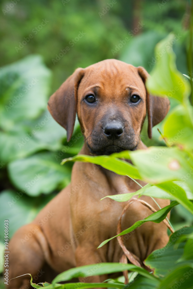 Rhodesian ridgeback puppy posing in the grass.