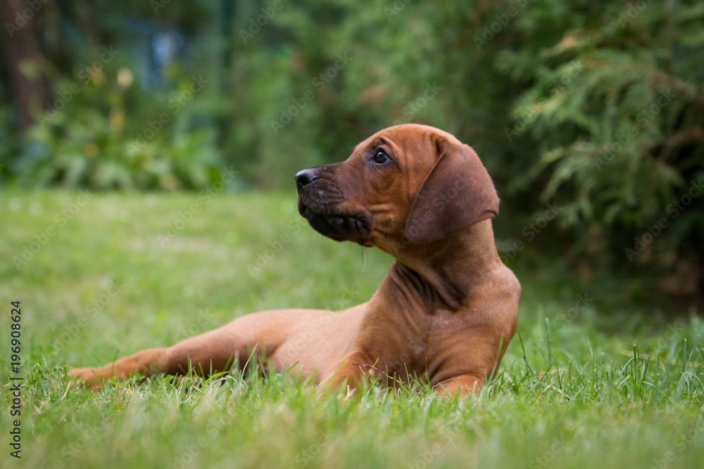 Rhodesian ridgeback puppy posing in the grass.