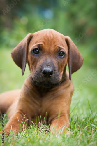 Rhodesian ridgeback puppy posing in the grass.