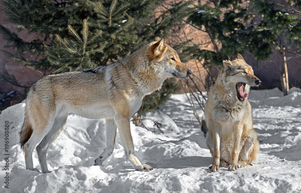 Eurasian wolf (Canis lupus lupus). Pair of wolves on snow