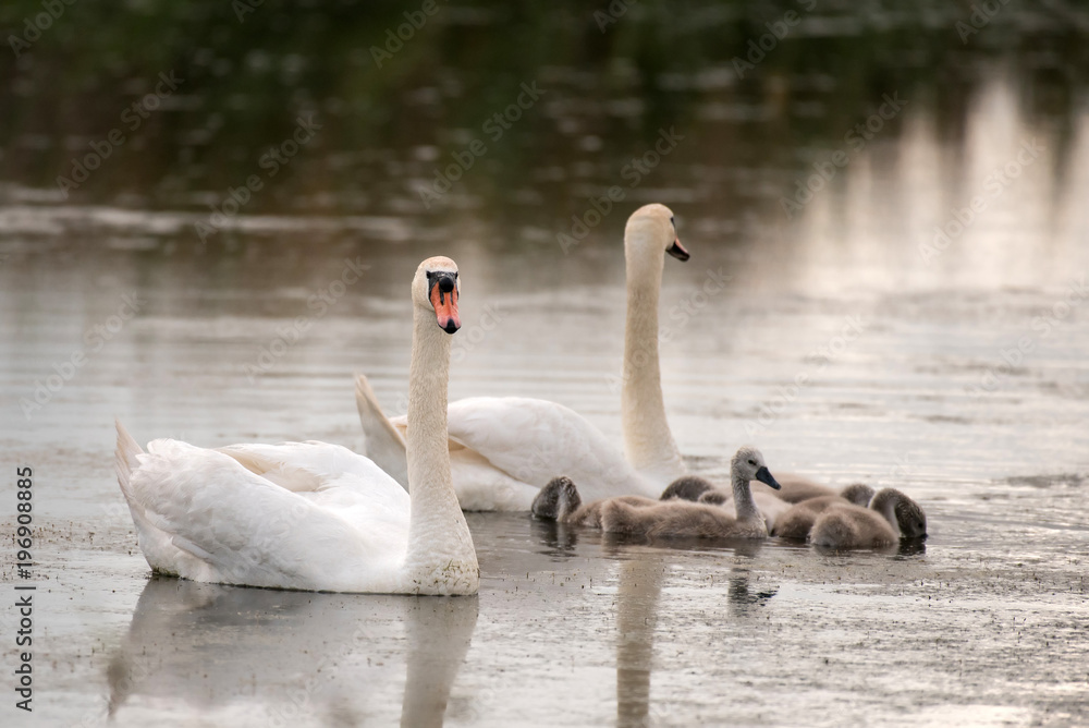 Mute swan family (Cygnus olor) Swan chicks, hatchlings