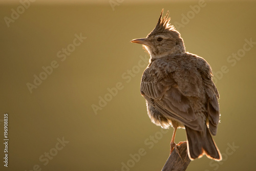 Obraz na plátně Crested lark (Galerida cristata) sitting on a wooden stick.