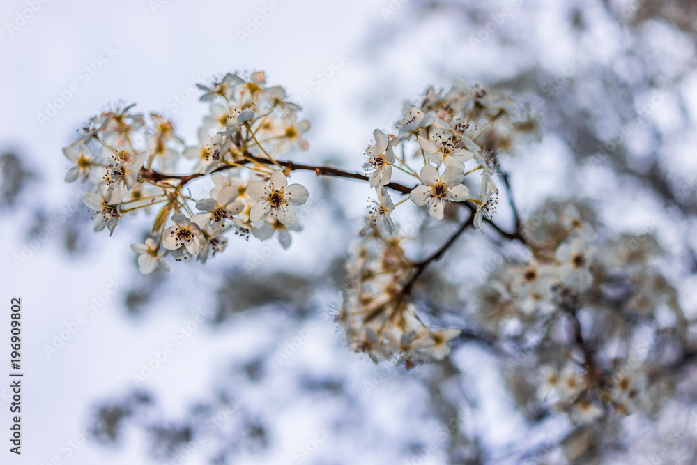 White and green cherry blossoms isolated against sky, one branch White and green cherry blossoms isolated against sky, one branch
