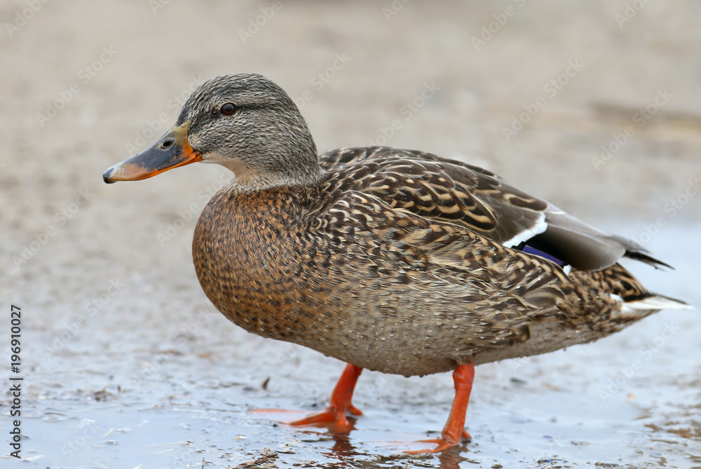 A female mallard looking for a food on the shore. Very close up and detailed photo