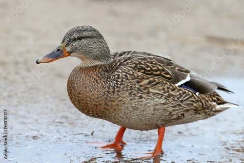 A female mallard looking for a food on the shore. Very close up and detailed photo