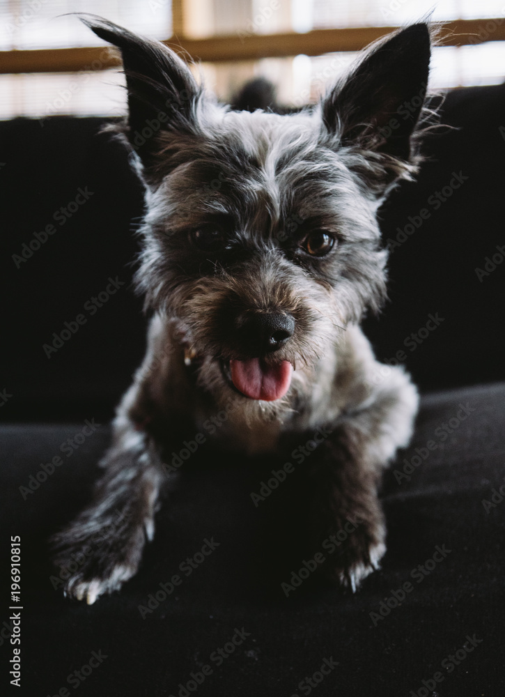 Dog portrait of terrier mix black and gray
