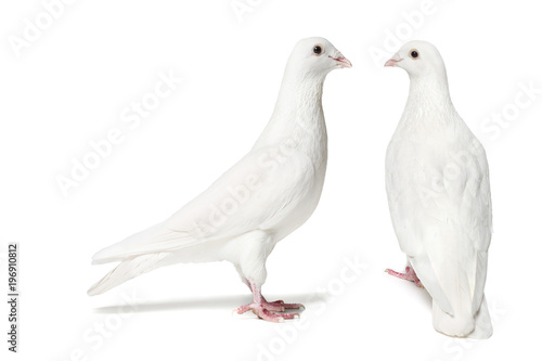 Pair of doves isolated on white