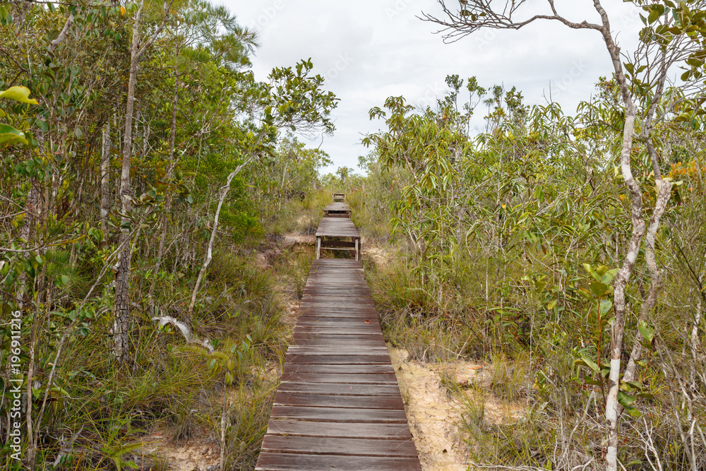 Obraz premium Wooden walkway in the forest