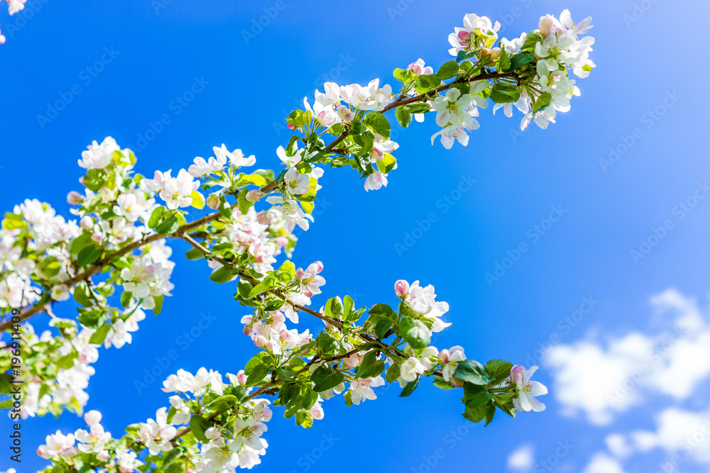 Macro closeup of white and pink apple blossoms growing on tree with vibrant blue sky, isolated happy Macro closeup of white and pink apple blossoms growing on tree with vibrant blue sky, isolated happy