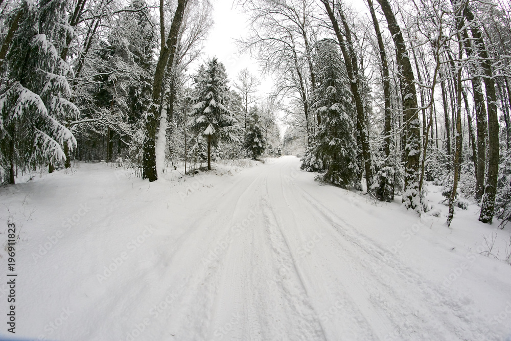 winter forest landscape with beautiful snow winter forest landscape with beautiful snow