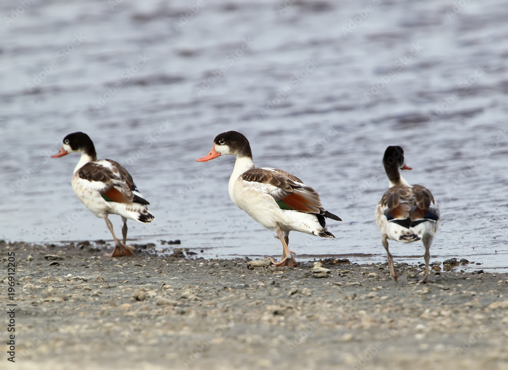Fototapeta premium Three young shelduck walk on the shore