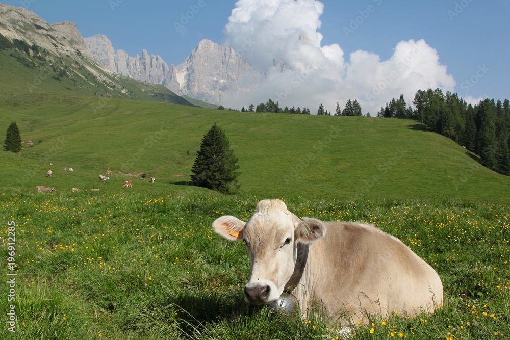 cow in the alps dolomiti italy