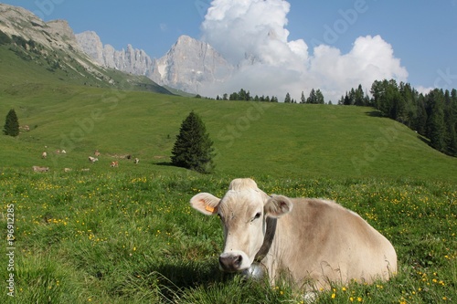 cow in the alps dolomiti italy