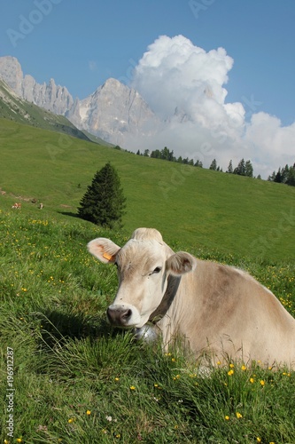 cow in the alps dolomiti italy © agno_agnus