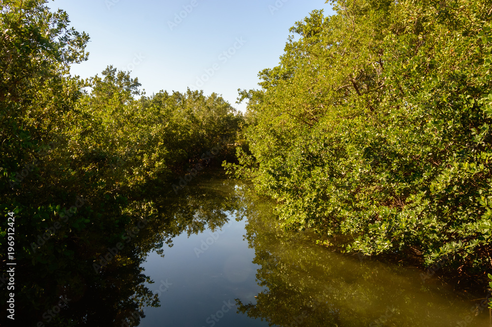 Mangrove waterway Mangrove waterway