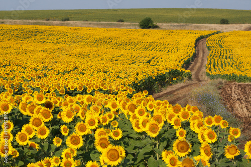 Blossoming field of sunflowers