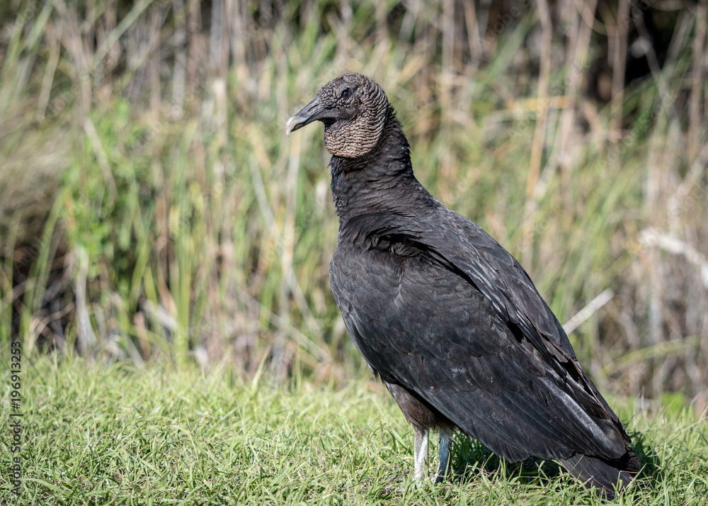 Obraz premium Black Vulture 01