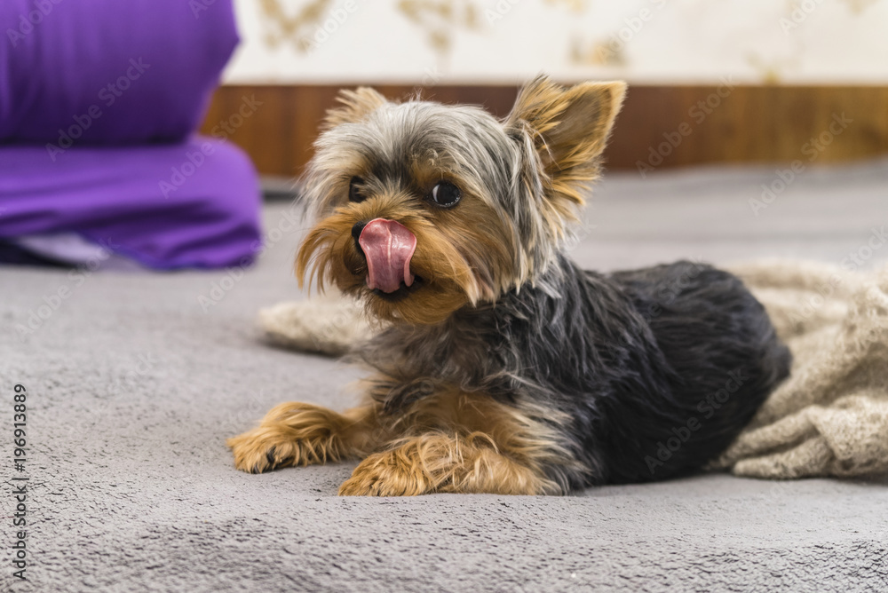 Yorkshire Terrier breed, lies and licked. Yorkshire Terrier breed, lies and licked.