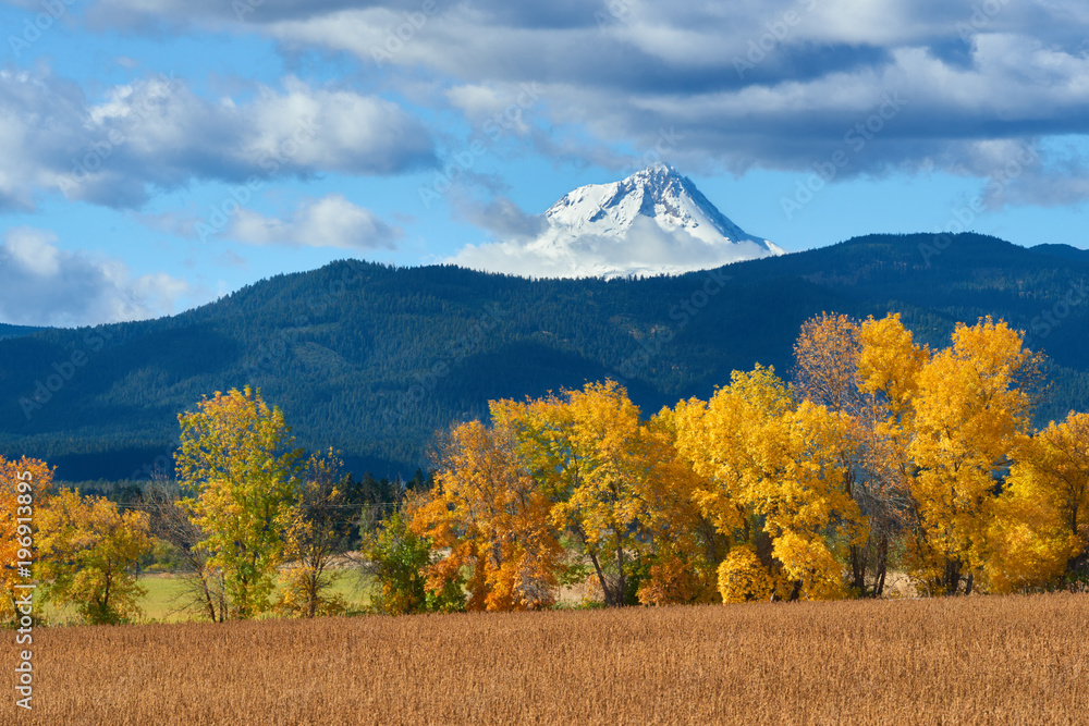 Autumn trees view and Mount Hood at the background.