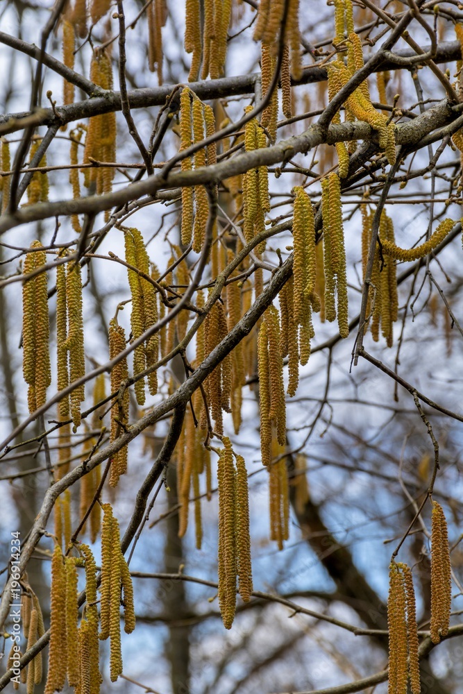 Catkins or lambs' tails, the male flowers of the common hedgerow tree Hazel. Male catkins of Hazel tree, Corylus avellana, in spring time. Catkins or lambs' tails, the male flowers of the common hedgerow tree Hazel. Male catkins of Hazel tree, Corylus avellana, in spring time.