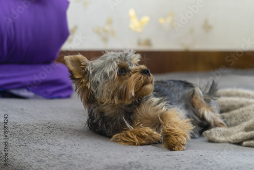 Yorkshire Terrier lying on the bed. © iskander1