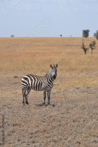 Z  bre du Serengeti
