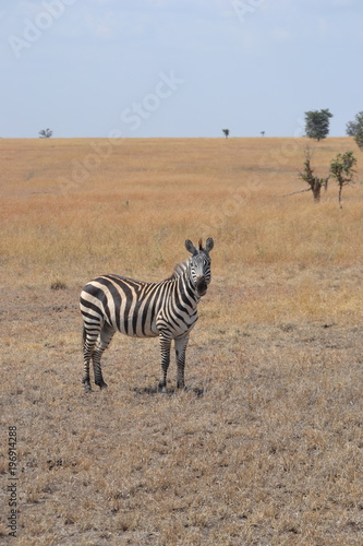 Zèbre du Serengeti