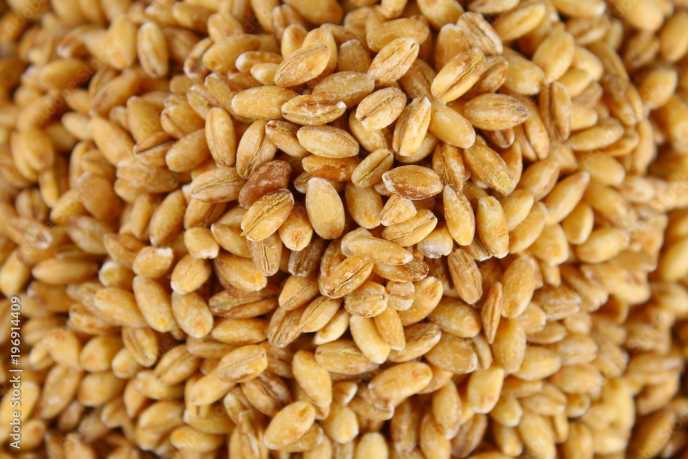 Dry pearl barley close-up, grain grain texture. Dry pearl barley close-up, grain grain texture.