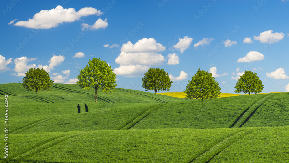 green trees on a spring, green field