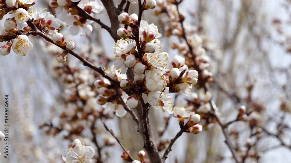 blooming trees and bees in spring
blooming trees and bees in spring