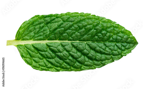 Fresh mint leaf isolated on white background,  macro