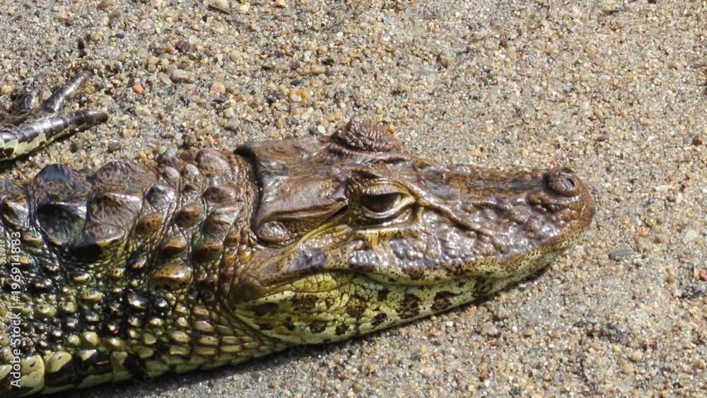 Jacaré-do-papo-amarelo. (Caiman latirostris) Jacaré-do-papo-amarelo. (Caiman latirostris)