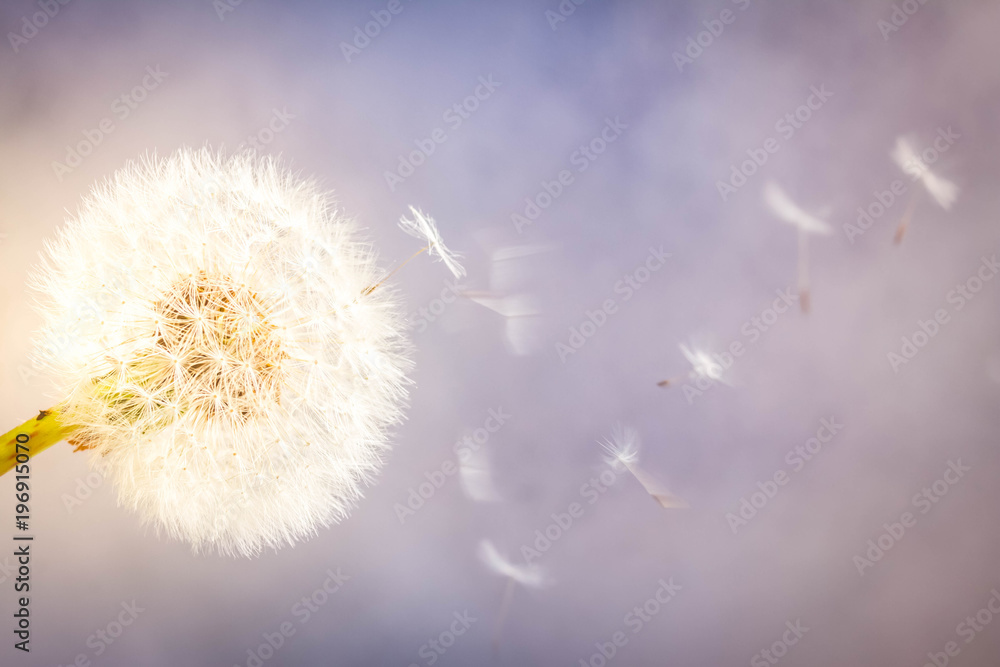 Obraz premium White dandelion on blue