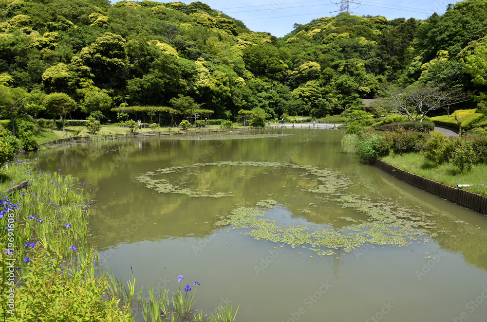 Obraz premium 新緑の遊水公園