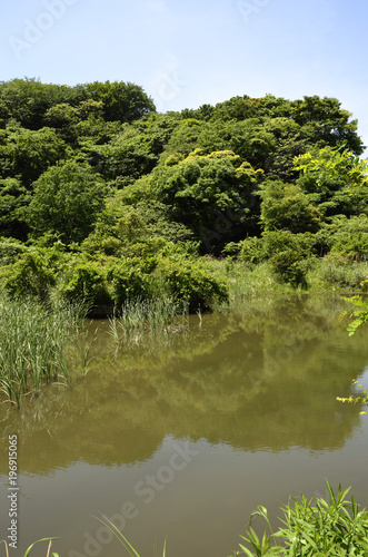 新緑の遊水地