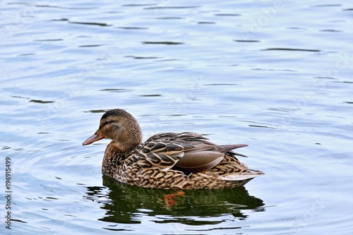 mallard duck swims on the lake
