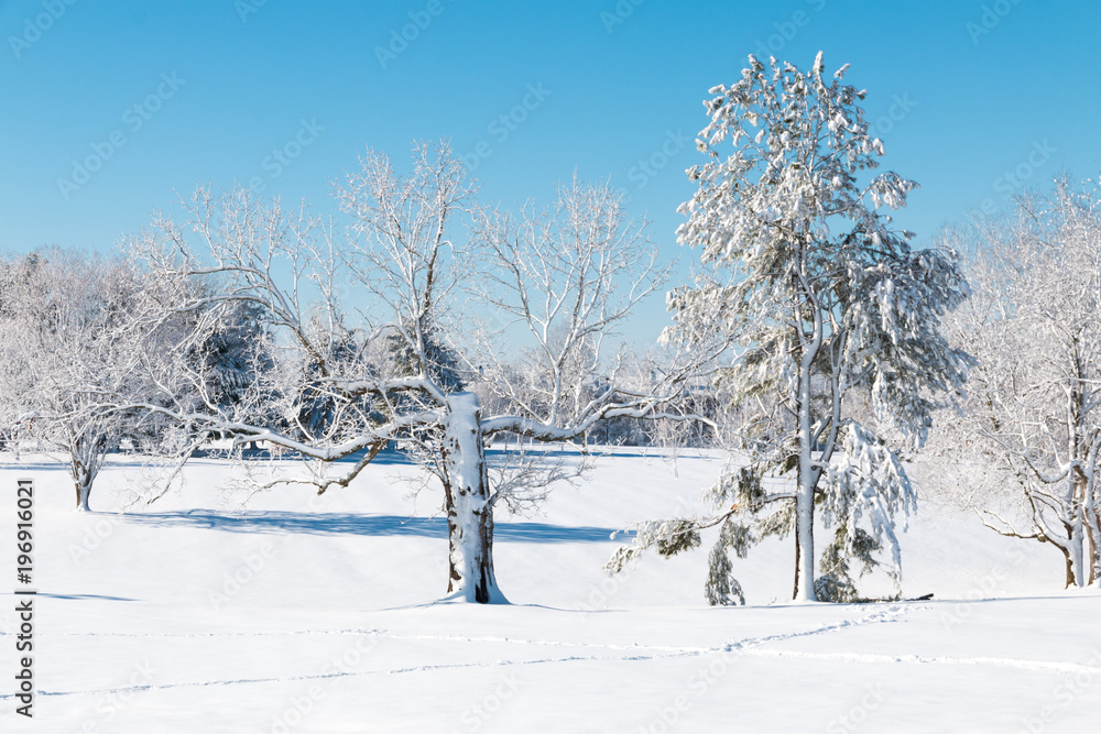 Winter natural landscape, the white trees after snowfall.