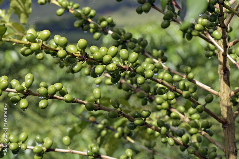 Coffee plant filled with green fruits