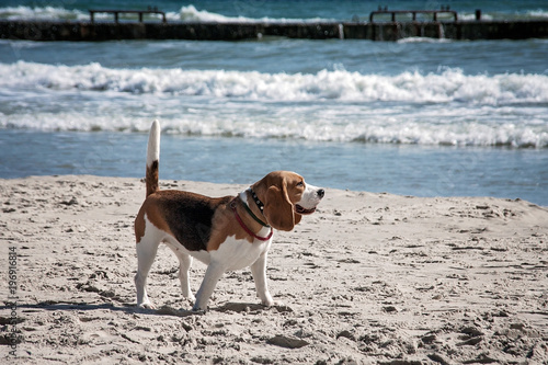 Dog beagle breeds having fun on the sand of the seashore.