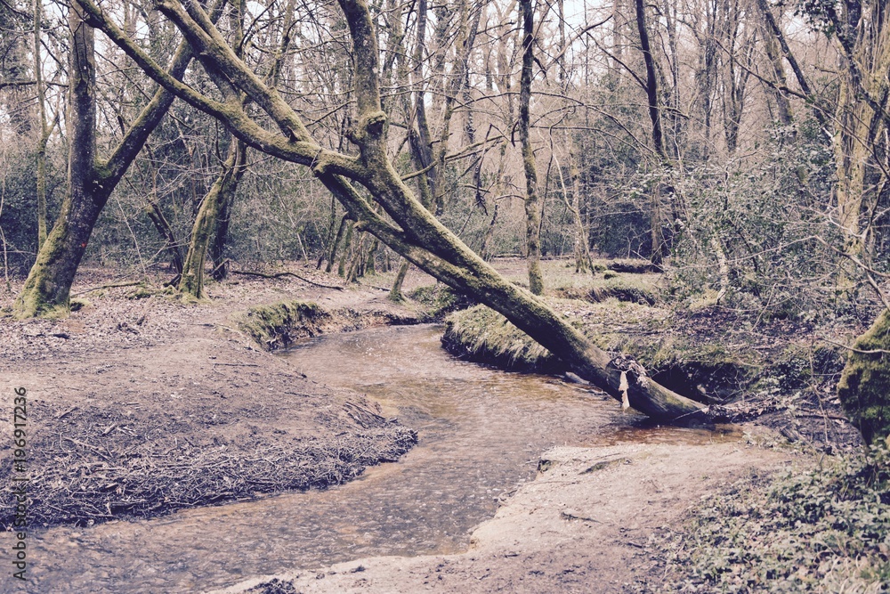 Obraz premium forêt, rennes