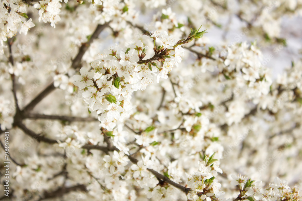 cherry blossom, white tree