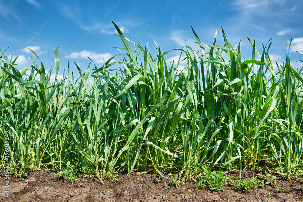 seedlings of grain crops closeup, wheat field and blue sky, spring landscape seedlings of grain crops closeup, wheat field and blue sky, spring landscape