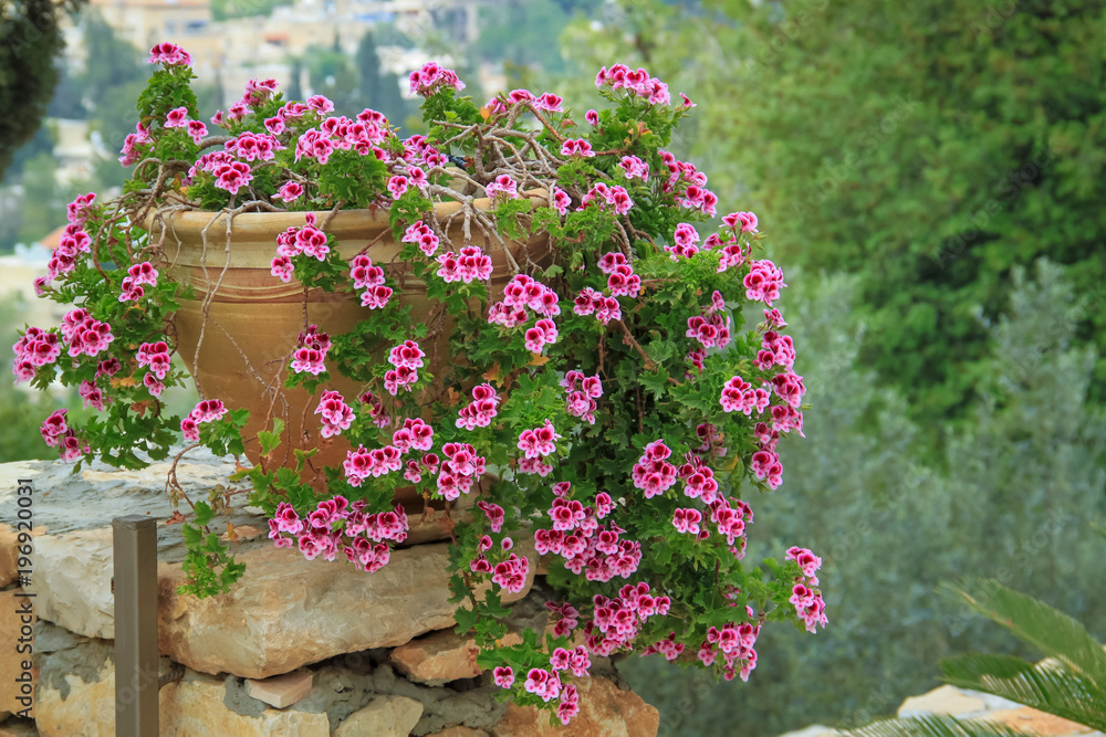 Fototapeta premium Large Mediterranean Geranium potted