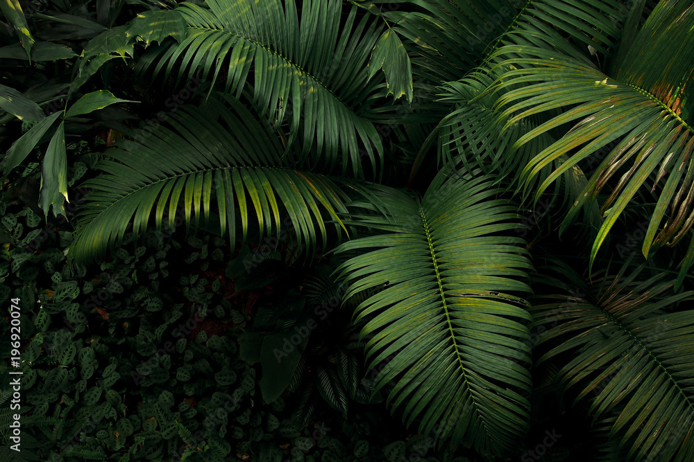 Fototapeta premium Odgórny widok drzewka palmowego i tropikalnego tropikalnego lasu deszczowego ulistnienia roślina opuszcza dorośnięcie w dzikiej, zielonej natury zmroku tle.