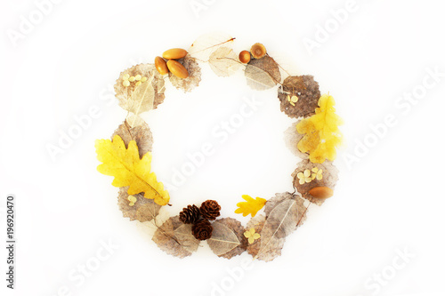 round frame of skeletonized aspen leaves, ficus and oak, cones and acorns on a white background.