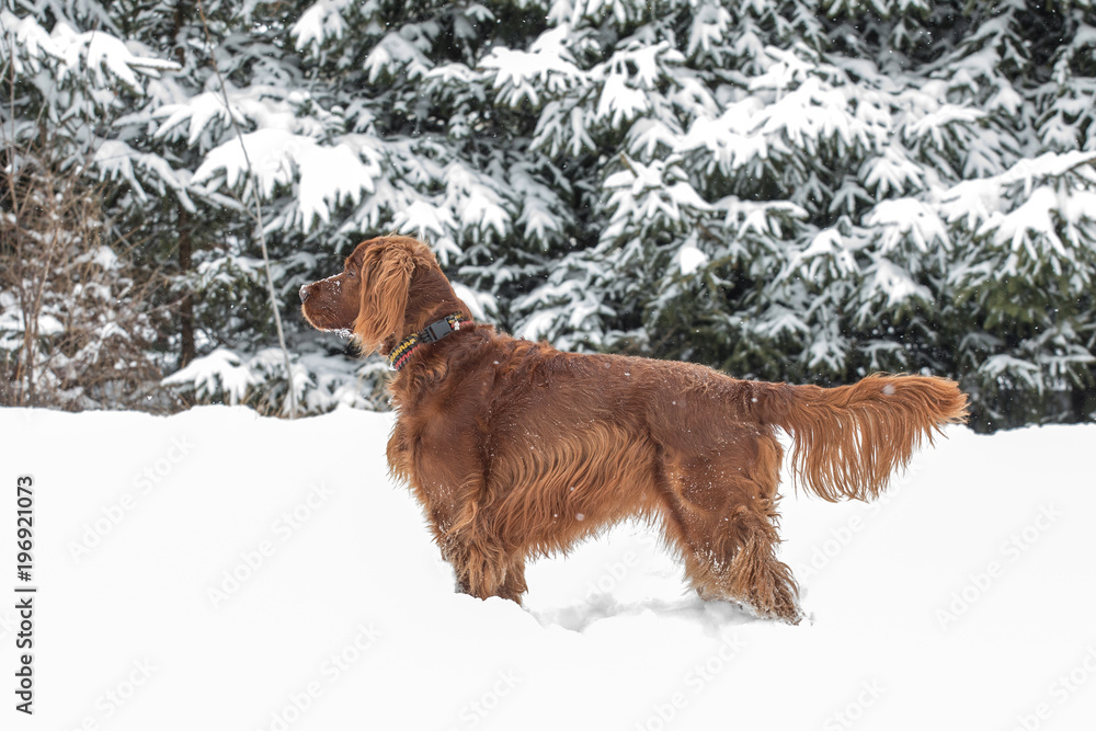 Beautiful Irish Setter dog in winter scenery
