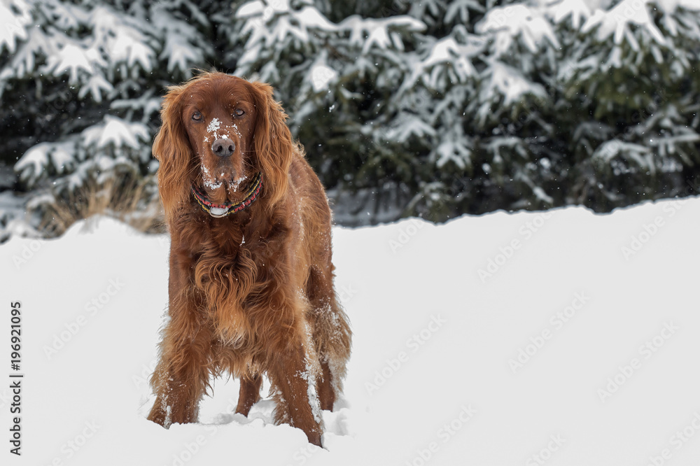 Beautiful Irish Setter dog in winter scenery
