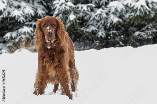 Beautiful Irish Setter dog in winter scenery 